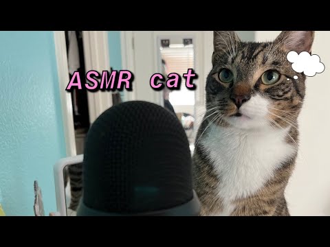 my cat TRIES asmr 🐱