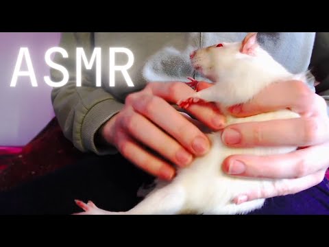 My rat pet doing ASMR