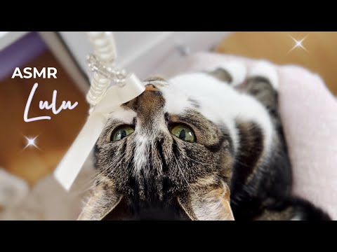 ASMR Relaxing Cat Purring And Brushing 🎀 Pampering Soft whispers and stroking