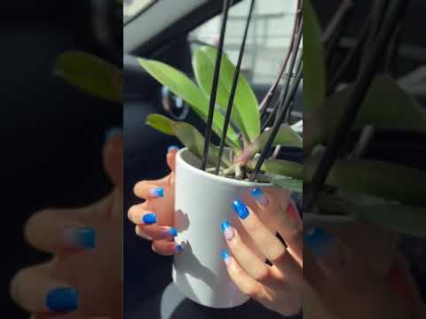 Asmr tapping on orchid flowers 🌸 #asmr #asmrvideo #shorts