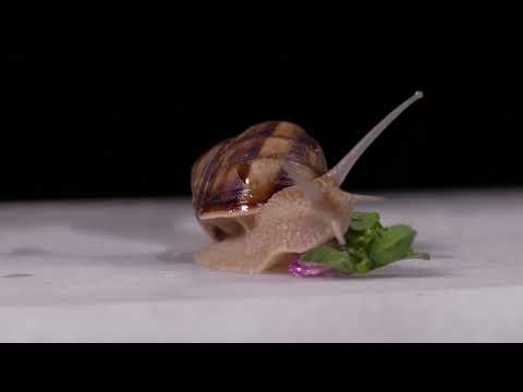 ASMR Snail Eating & Crawling VERY SATISFYING
