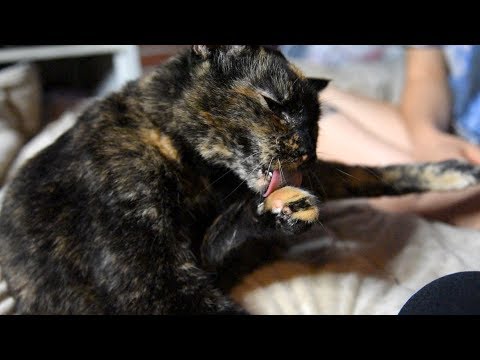 ASMR Intense Cat Grooming Sounds