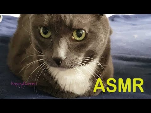 ASMR Cat Petting, Whispers