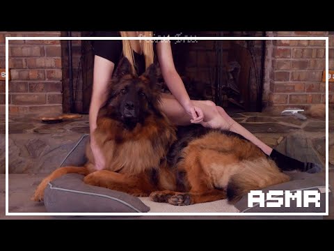 ASMR Dog Petting, Scratching and Brushing (binaural)
