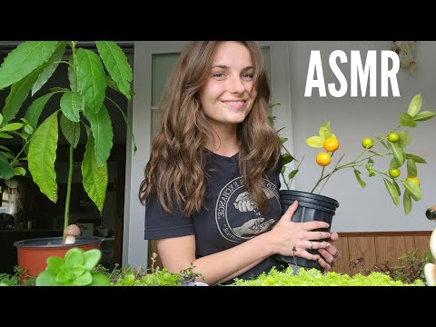 ASMR | Showing you my Plant Collection | Whispering