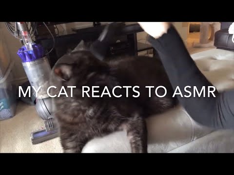 my cat reacts to ASMR in 1min and 44 sec