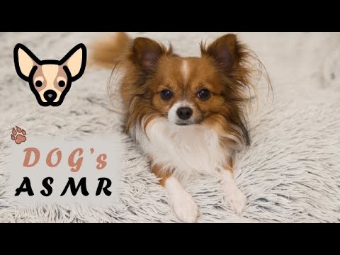 ∼ ASMR ∼ Dog's ASMR - Chihuahua Cuddle, Pet, Massage, Scratching Sounds, Tapping, Dog Squashing 🐾💕