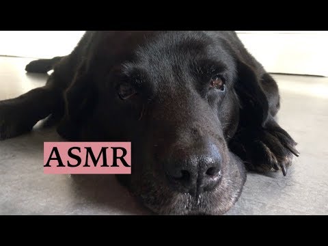 ASMR Dog Eating & Sleeping (Eating/Snoring/Loud Breathing/Brushing Sounds)