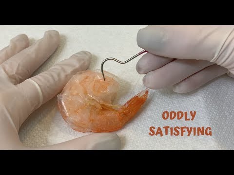 [ASMR] Surgery On Shrimp