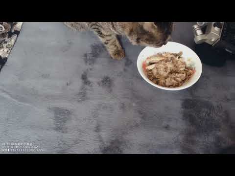 MIAOW ASMR猫的吃播Cat eating canned food🐱双层2