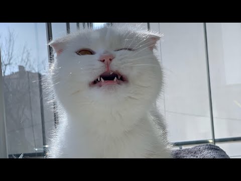 Kedi mırıltısı ve ağız sesleri ASMR