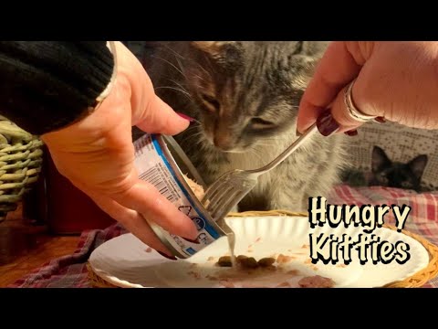 ASMR Request/Feeding my kitties (No talking) Cats chewing and licking their food/looped 1 time