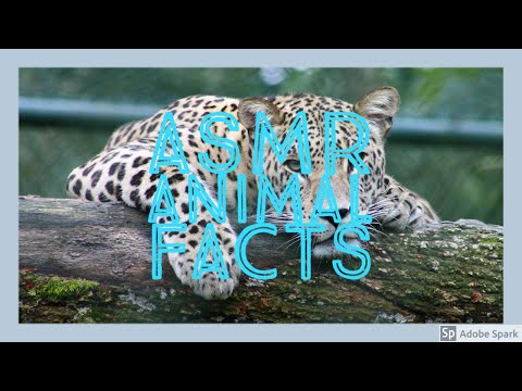 ASMR - 50 Animal Facts | Fact Friday | Whispered