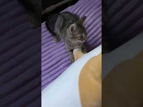 ASMR kitten playing 🐱