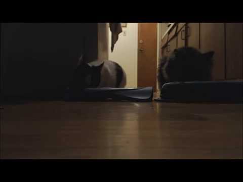 ASMR Cat Eating Sounds