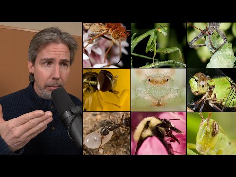 The Fascinating World of Bugs | ASMR | Macro Photography