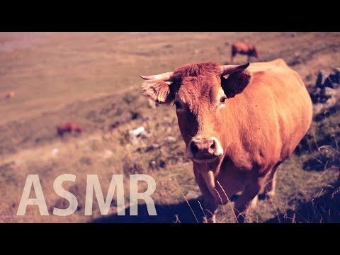 [ASMR] Cows Grazing & Licking the Mic / Bell Sounds - Outdoor Nature Sounds