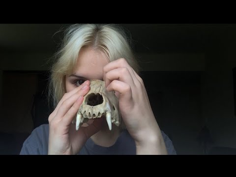 ASMR with REAL bones 🦴 tapping, scratching, ￼etc…
