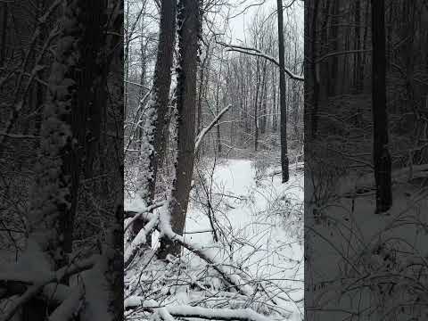 Peaceful Snow Fall in South Jersey Woods