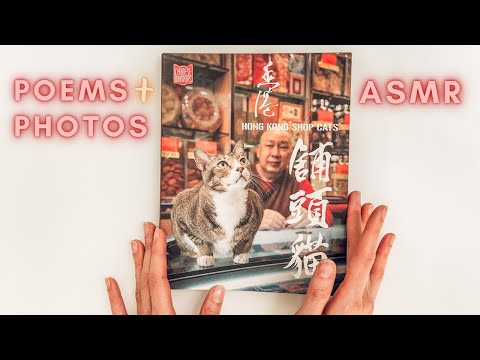 ASMR | Relaxing & Reading to You from Hong Kong Shop Cats | Soft Spoken, Page Turning, Book Sounds