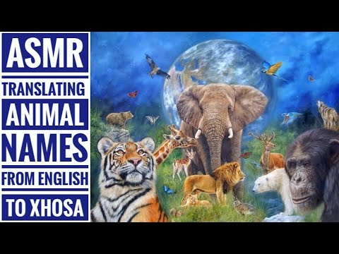 ASMR Teaching You Animal Names In Xhosa (Intense Breathy Whispers For Sleep & Relaxation) 🦒🐘💤
