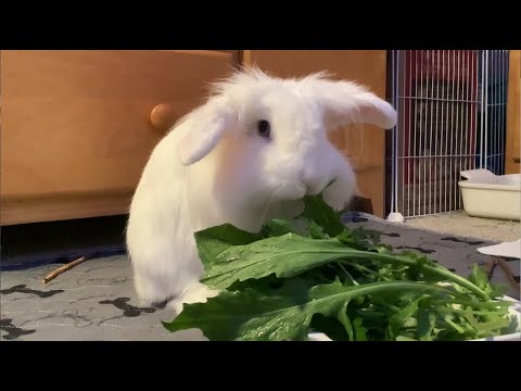 ASMR POV You're On A Dinner Date With My Rabbit 🥕💘💤