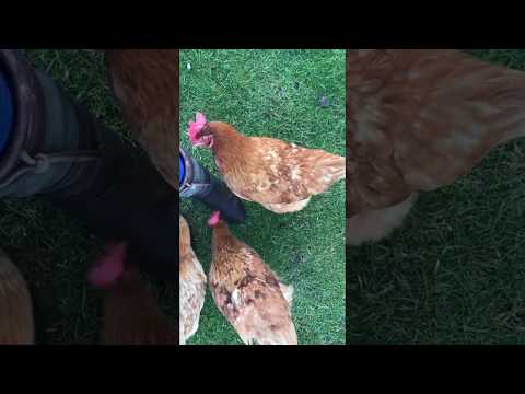 My Feathered Ladies (Not ASMR)