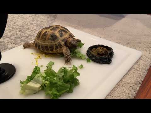 Asmr Turtle eating 🐢