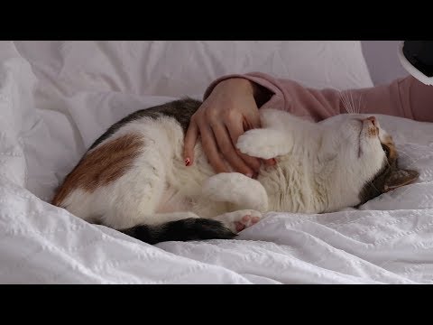 Afternoon Cat Cuddles (Binaural ASMR soft spoken, purring)