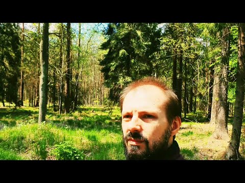 Sounds from the forest for relaxation [ASMR][LOOP]