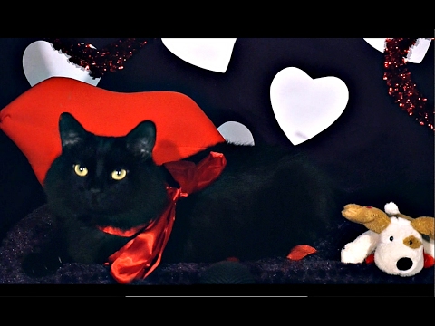 ASMR Cat Purring Valentine's Day Edition 😻
