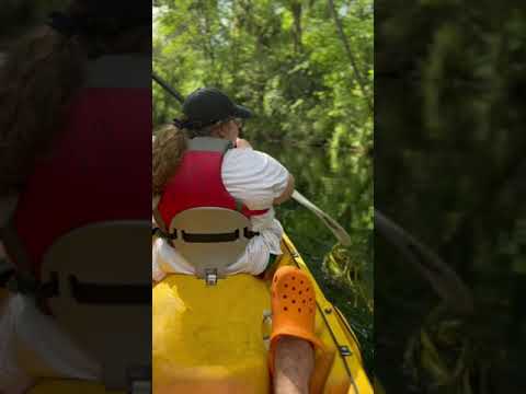 Kayaking with a manatee  #nature #asmr #florida