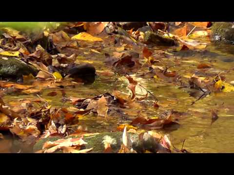 Relaxing Nature Journey & Walkabout #8 - Fall 2013 - Crunchy leaves, Trickling stream, Flute