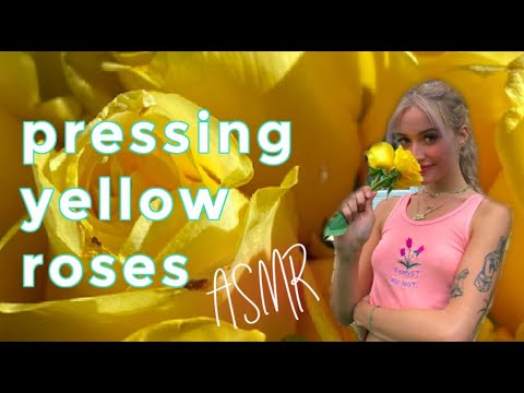 asmr | pressing roses (soft spoken)