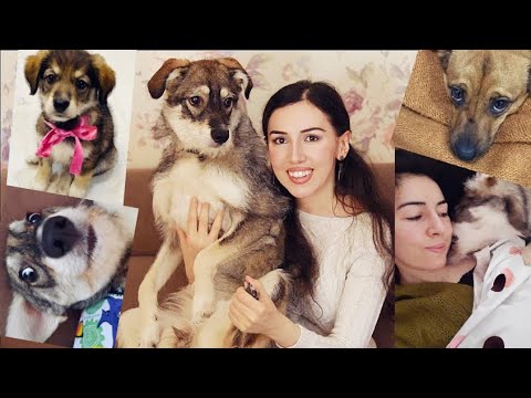 ASMR Storytime 🐶  How I Adopted A Second Puppy & DRAMA of Introducing Her To Lady