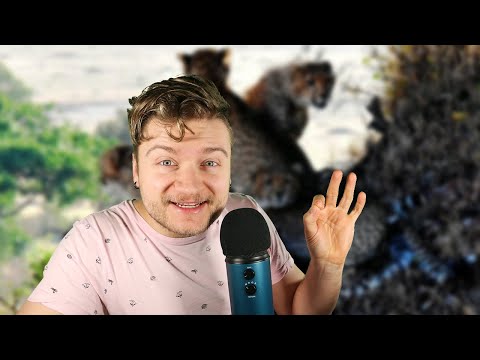 Facts about Cheetahs! (ASMR) [Whispering to you] part 2