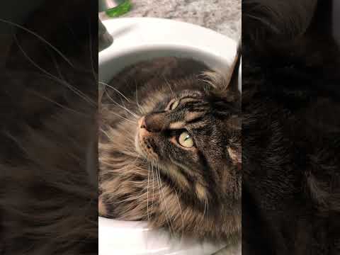 Cat Loves the Sink