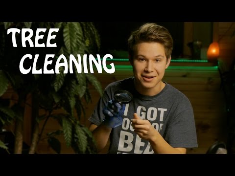 ASMR Tree Cleaning