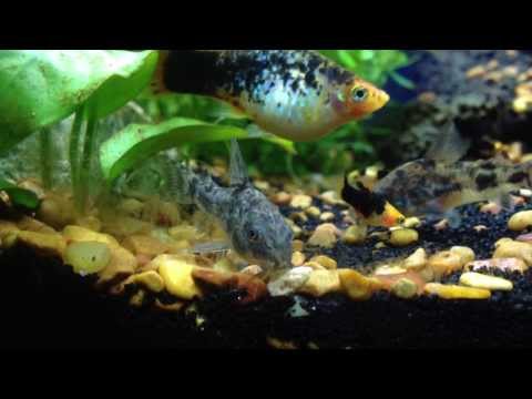 Corydoras and Friends - Aquarium ASMR