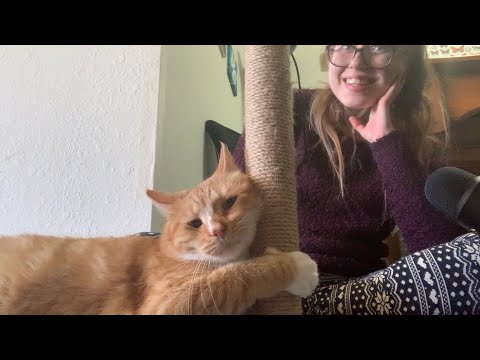 Cat Scratching Post and Cat Purring ASMR 🐈 ft. Axl