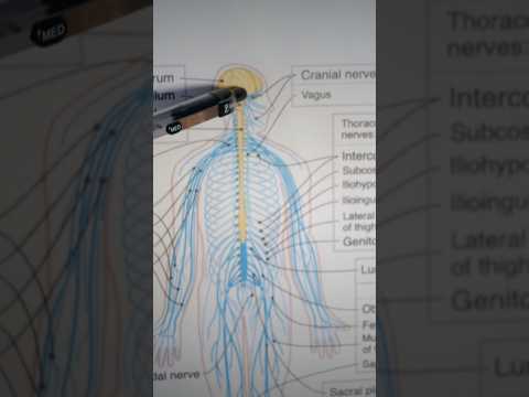 What are cranial nerves? (ASMR)