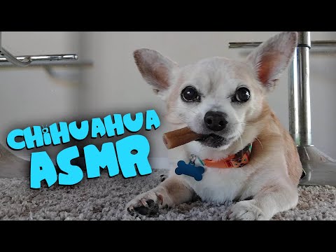 Chihuahua ASMR 🌮 Chowie's Feast (UNBELIEVABLE)