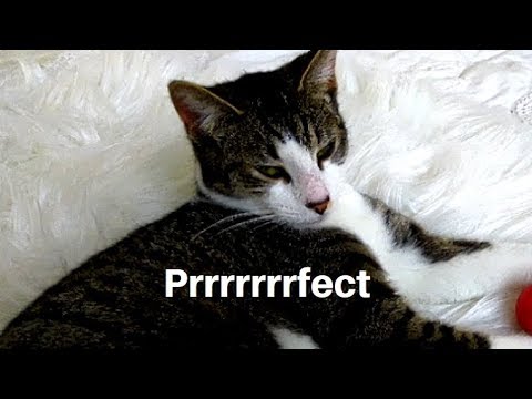 ASMR Cat Purring & Eating || Soft Spoken
