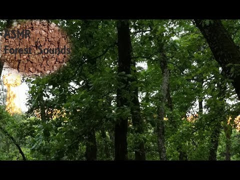 ａｓｍｒ: Windy Forest (Ambient Wind & Bird Song) 🐦🌲 (No Talking)
