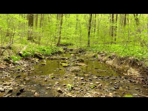 60 minutes of Woodland Ambiance (Nature Sounds Series #5) Trickling Stream & Bird Sounds