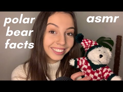 ASMR - random facts about polar bears