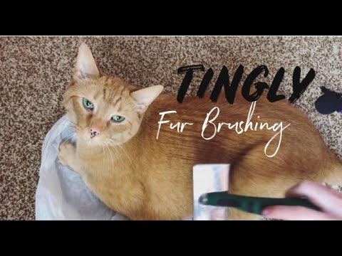 [ASMR] - Tingly Fur Brushing