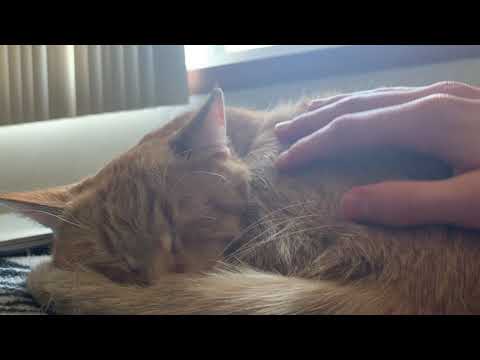 Lo-Fi ASMR: Petting and Tracing My Sleepy Cat (No Talking)