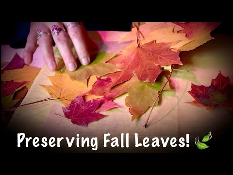 ASMR How to preserve fall leaves! (Whispered) Paper & leaf crinkles! No talking version tomorrow.