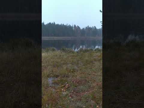 Nature ASMR 🍂 Rainy Autumn Lake (Rain Sounds) #shorts